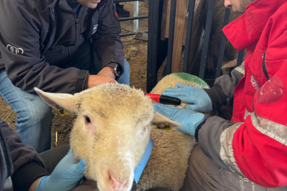 BANDIRMA’DA KARACABEY MERİNOSLARININ ÖLÇÜMLERİ YAPILDI