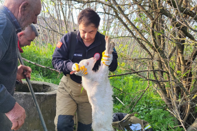 MANYAS’TA KUYUYA DÜŞEN OĞLAK KURTARILDI