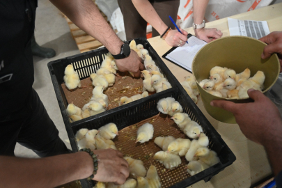 BANDIRMA’DA ANADOLU-T TAVUĞU İÇİN BİLİMSEL ÇALIŞMA