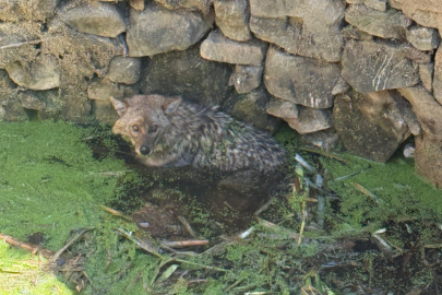 ERDEK’TE KUYUYA DÜŞEN TİLKİ KURTARILDI