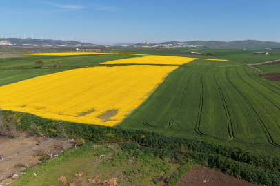 KANOLA TARLALARINDA GÖRSEL ŞÖLEN