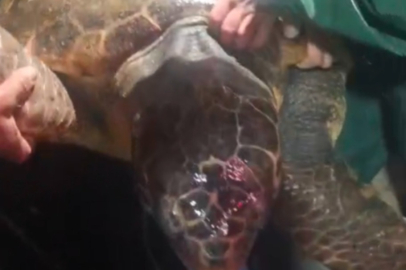 BANDIRMA KÖRFEZİ’NDE DEV CARETTA CARETTA AĞA TAKILDI