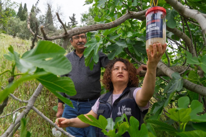İncirde kalite kaybına karşı İzmir'de doğal mücadele