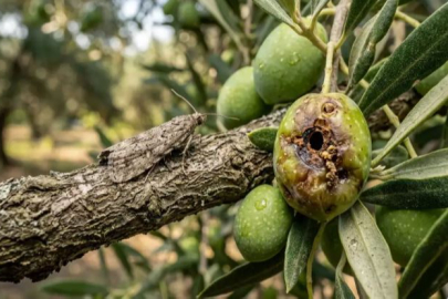 ERDEK’TE ZEYTİN ÜRETİCİLERİNE ZİRAİ UYARI