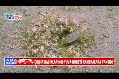 ÇIRÇIR BALIKLARININ YUVA NÖBETİ KAMERALARA YANSIDI